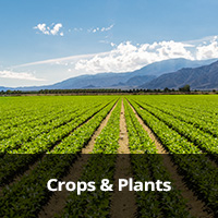 Crops-&-Plants.jpg